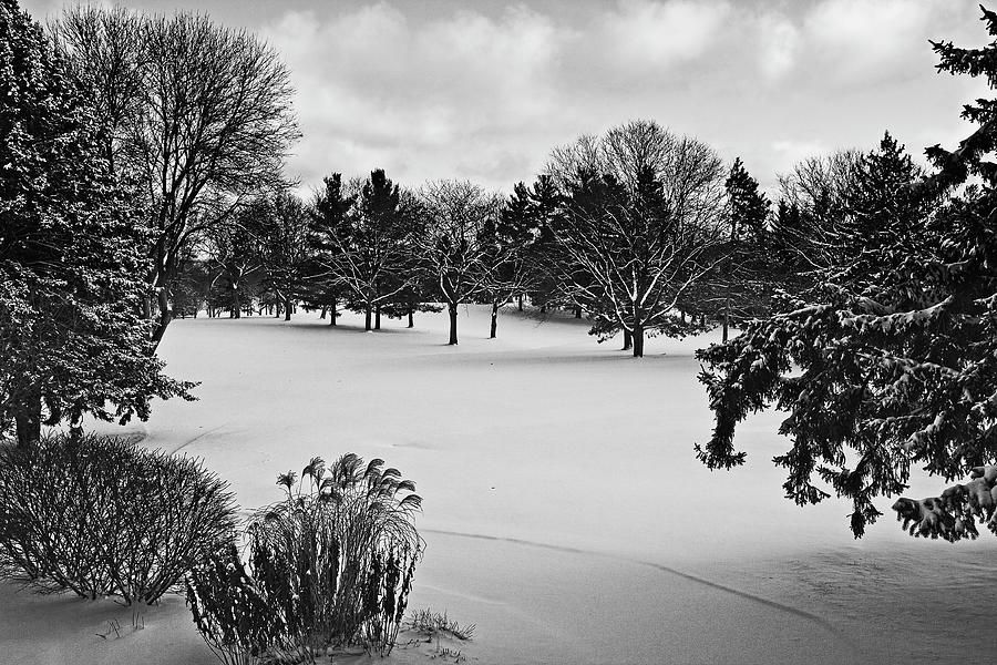 UW Arboretum Winter BW Photograph by Steven Ralser