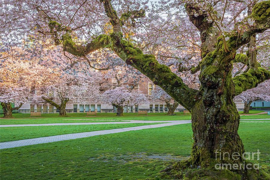 UW Quad cherry blossoms Photograph by Inge Johnsson