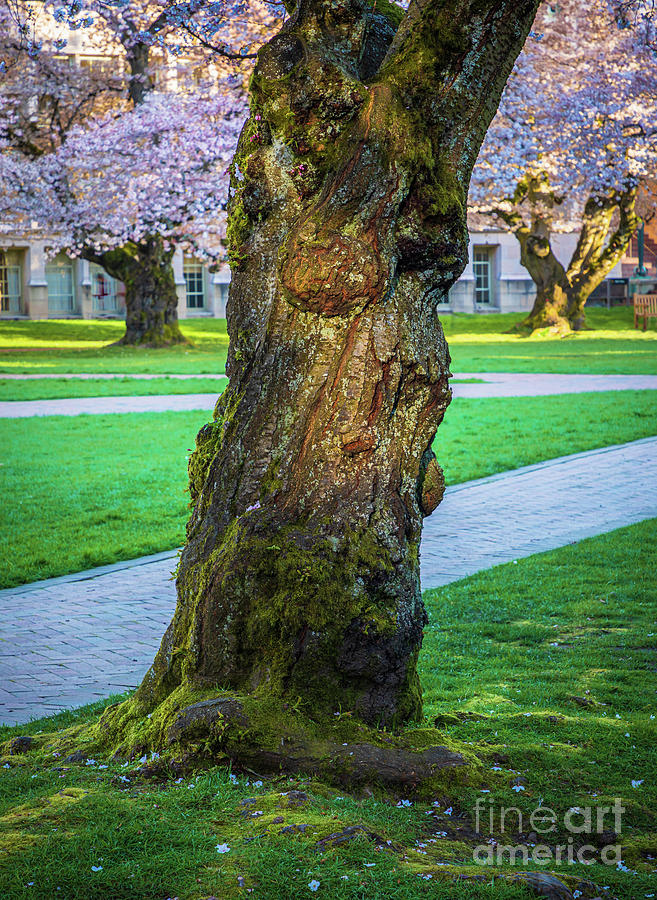 UW Quad cherry tree trunk Photograph by Inge Johnsson