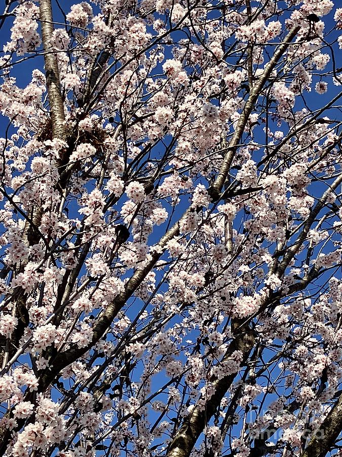 VA Cherry Blossom Tree Photograph by Eunice Warfel