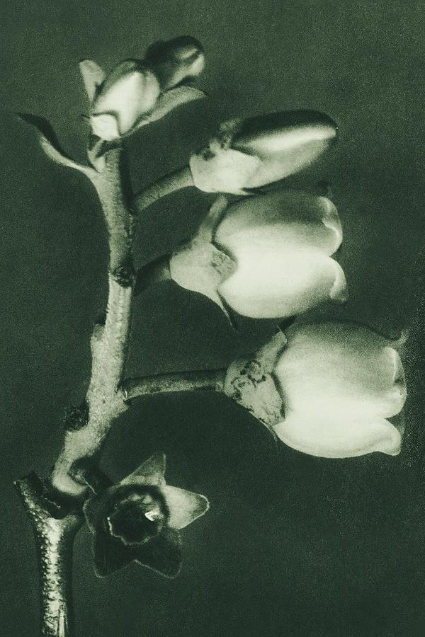 Berlin Photograph - Vaccinium Corymbosum, Blueberry, enlarged 10 times from Urformen der Kunst by Karl Blossfeldt