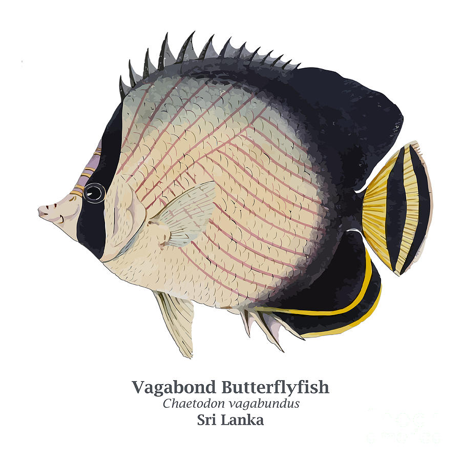 Vagabond Butterflyfish - Chaetodon vagabundus - Sri Lanka Digital Art by Gary Whitton