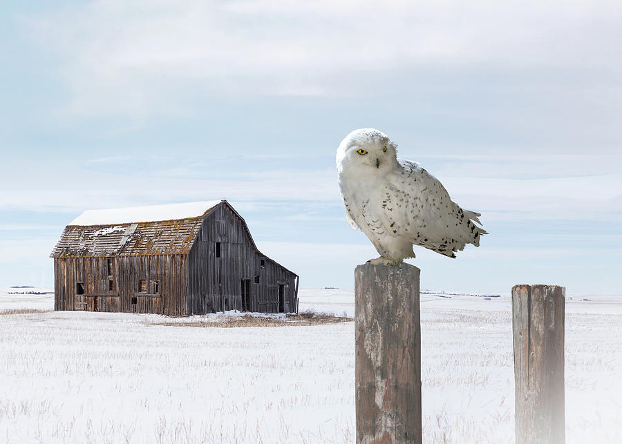 Vagrant Snowy Owl Digital Art by M Spadecaller