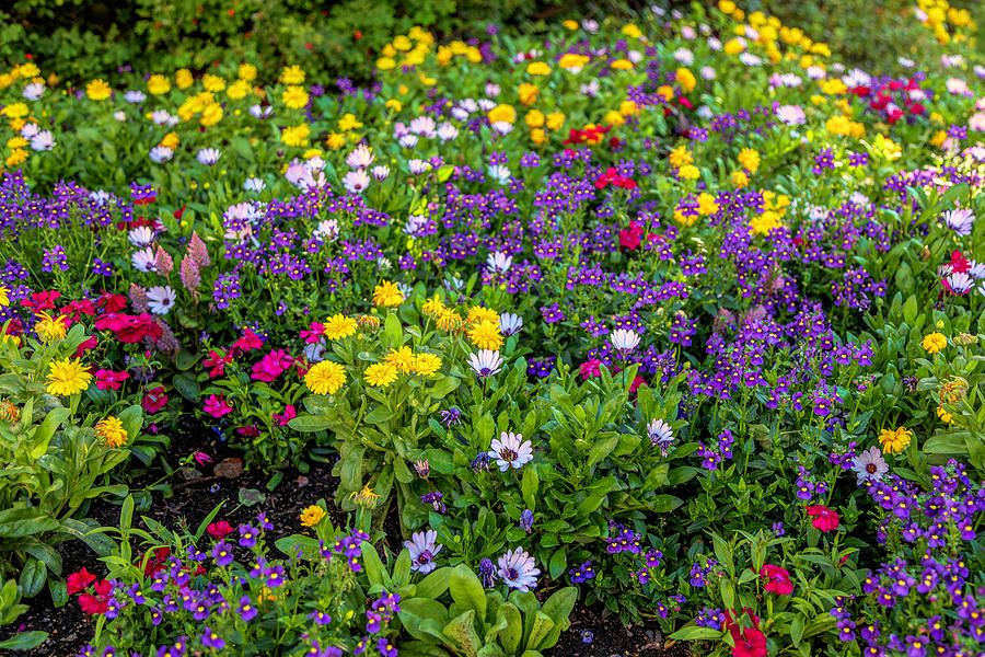 Vail Colorado Flower Garden Photograph by Lorraine Baum