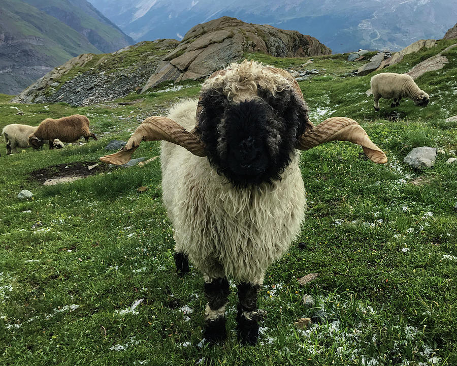 Valais Blacknose Sheep in Swiss Alps, Switzerland Photograph by Pak Hong