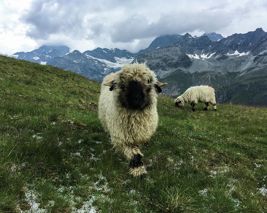 Valais Blacknose Sheep in Zermatt, Switzerland Photograph by Pak Hong