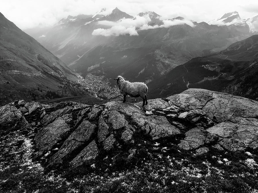Valais Blacknose Sheep Overlooking Zermatt from Schwarzsee in the Swiss Alps Photograph by Pak Hong