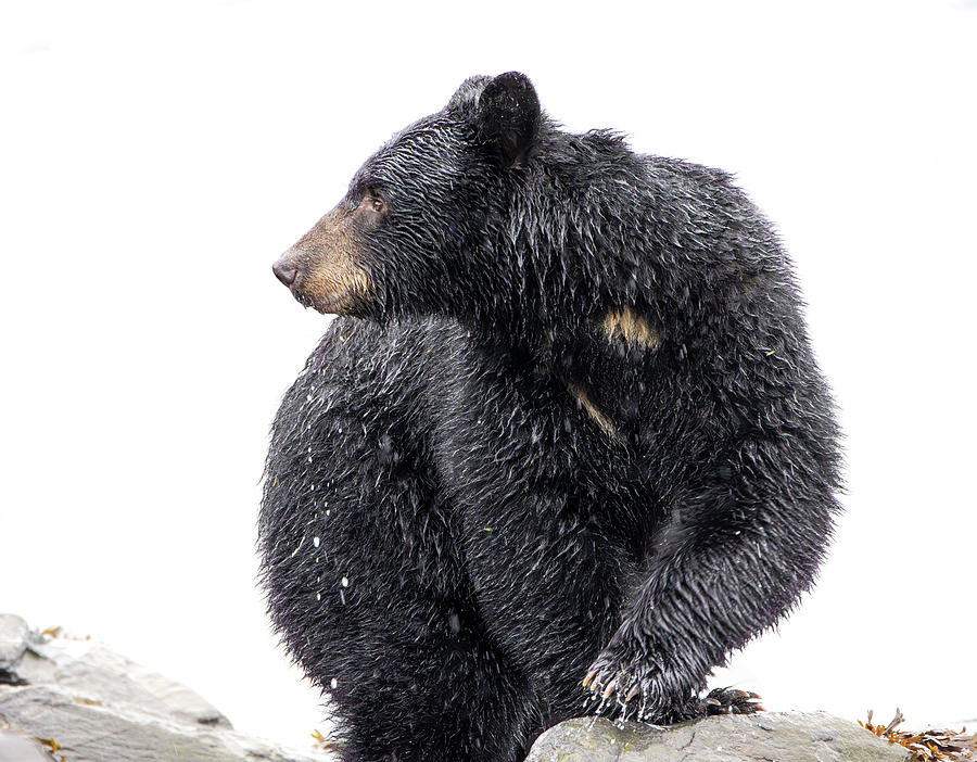 Valdez Black Bear In Rain Photograph by Dan Sproul