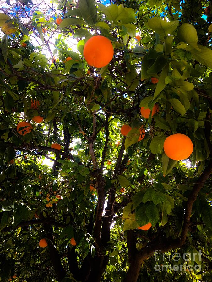 Tree Photograph - Valenciana Oranges by Saving Memories By Making Memories