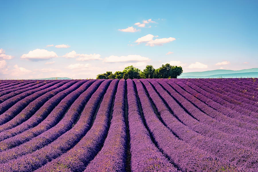 Valensole Photograph by Manjik Pictures - Fine Art America