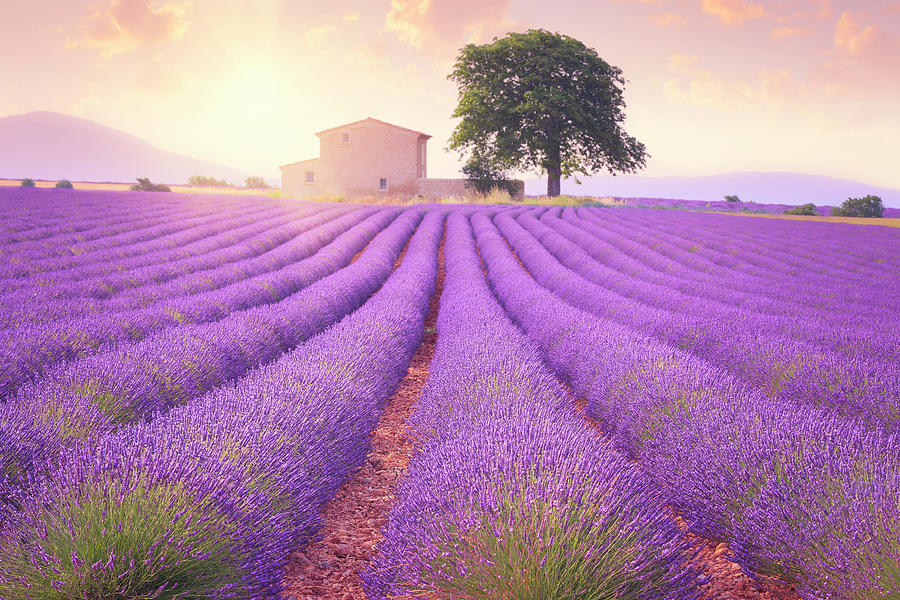 Valensole plateau 3 Summer bloom of lavender fields in the picturesque countryside of France Photograph by Giovanni Allievi