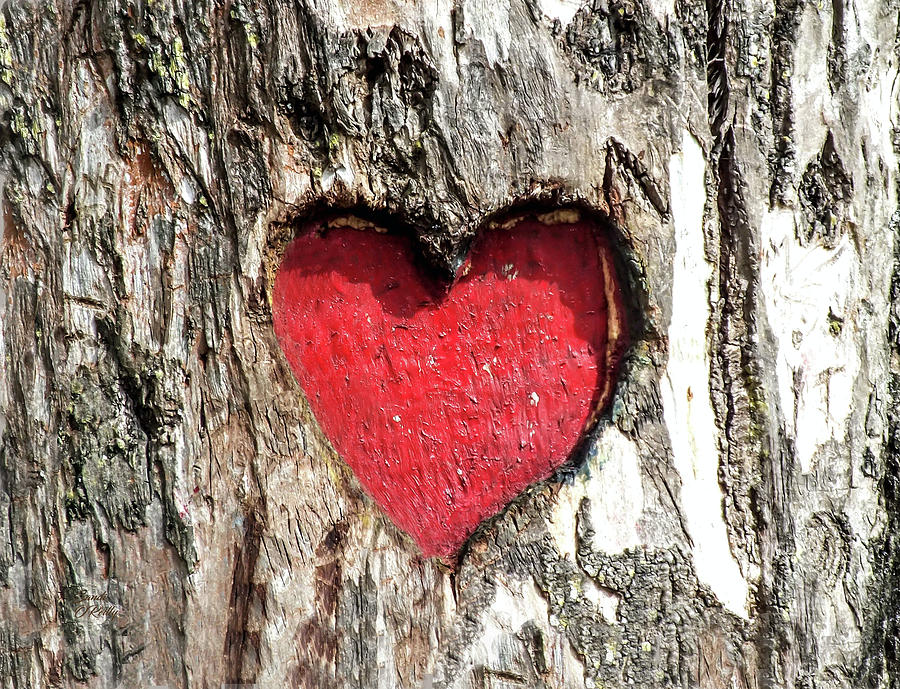 Valentine Carving In Tree Bark Mixed Media by Sandi OReilly