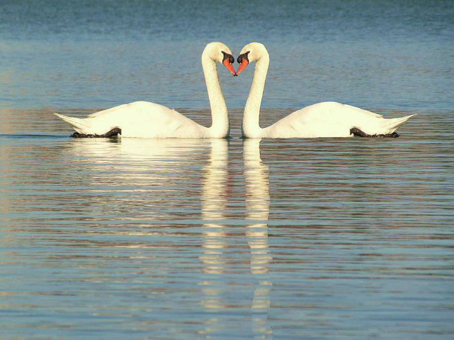 Valentine Hearted Swans   Photograph by Christopher Mercer