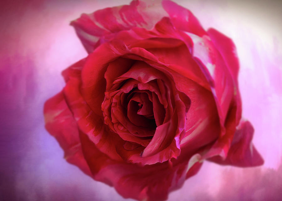 Valentine Red Rose Photograph by Mary Lynn Giacomini - Fine Art America