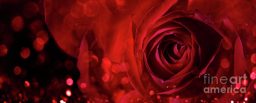 Valentine red rose on dark background Photograph by Jelena Jovanovic