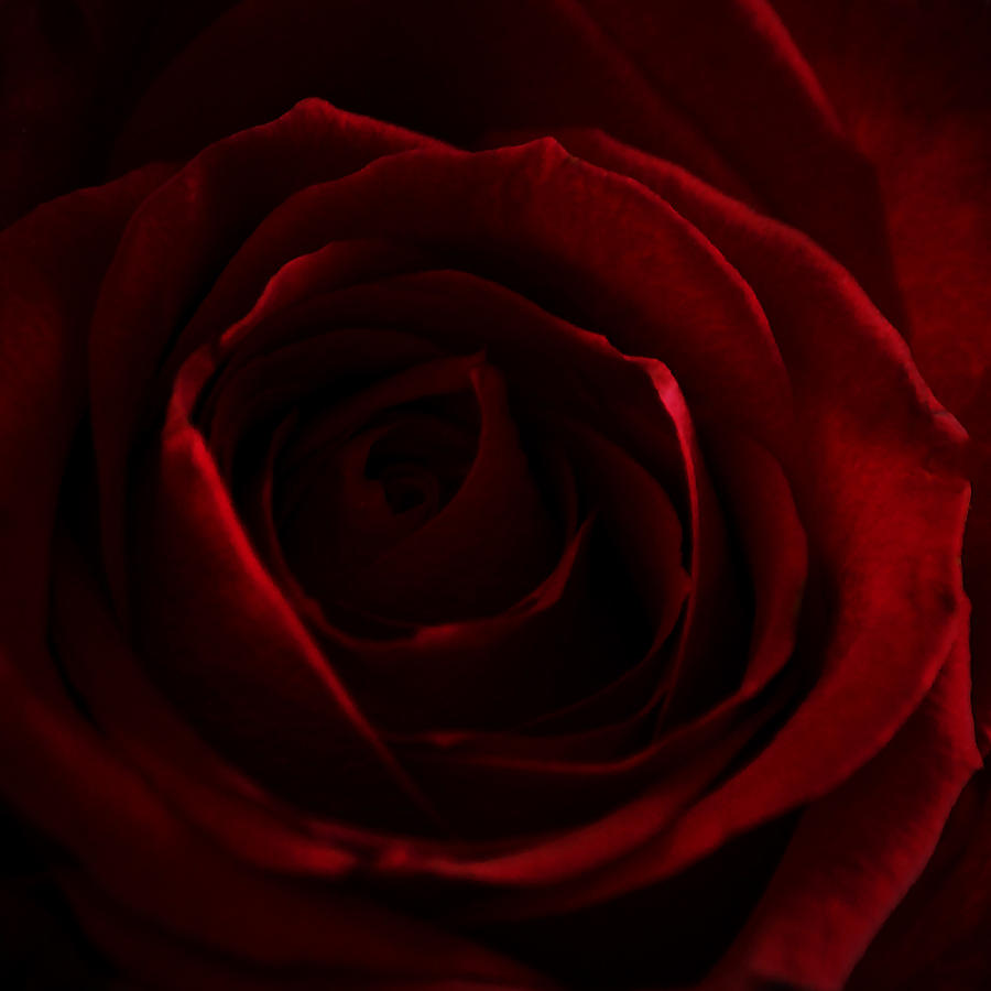 Valentine Rose Photograph by Gregoria Gregoriou Crowe fine art and creative photography.