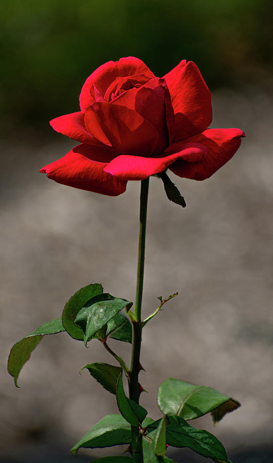 Valentine Rose Photograph by Len Bomba