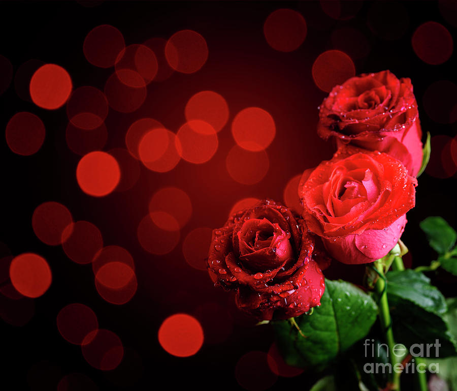 Valentine Roses Photograph by Jelena Jovanovic