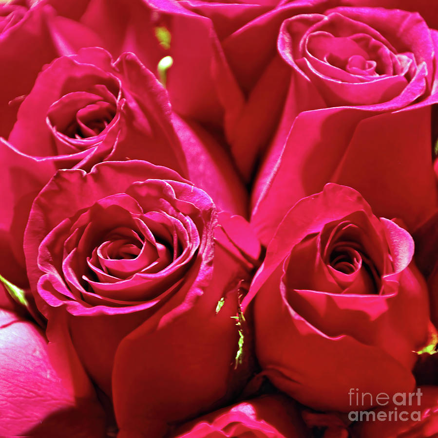 Valentine Roses Photograph by Tom Watkins PVminer pixs