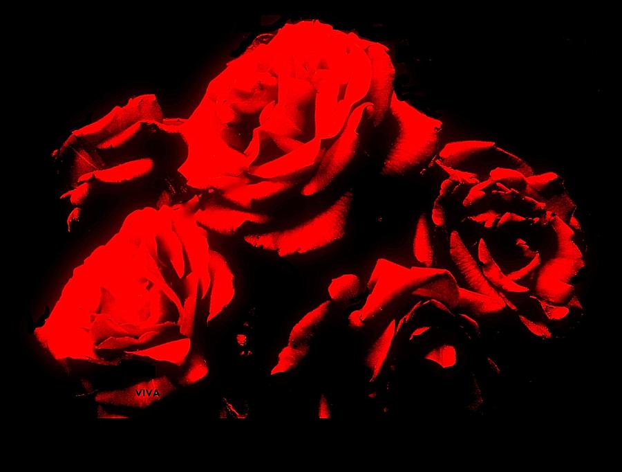 Valentine  Roses Photograph by VIVA Anderson