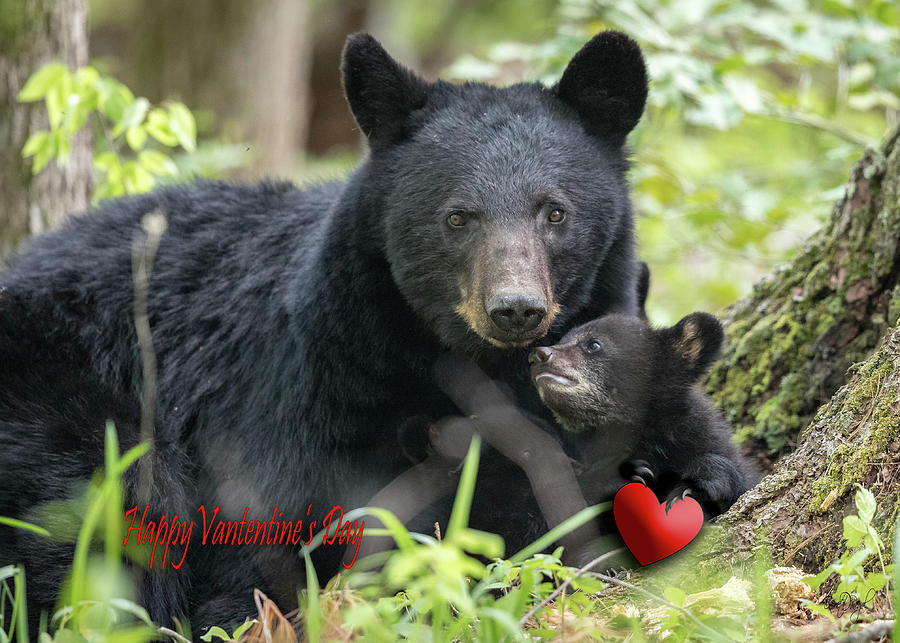 Valentines Day Bear Card Photograph by Everet Regal