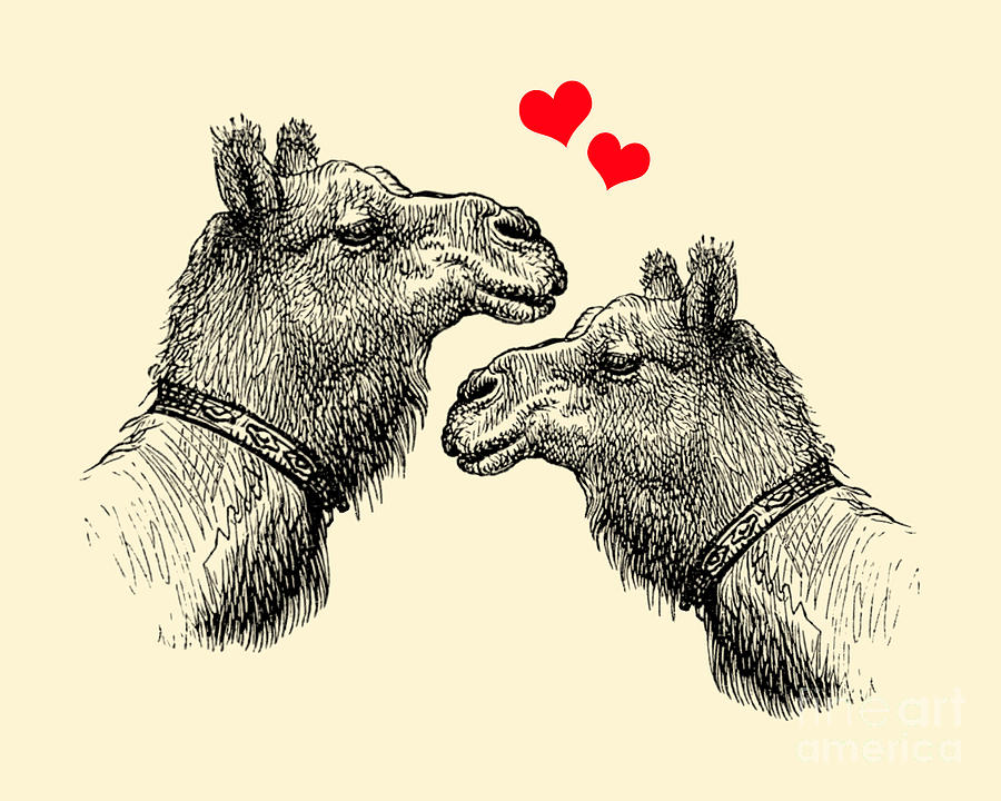 Camel Digital Art - Valentines Day Camels by Madame Memento