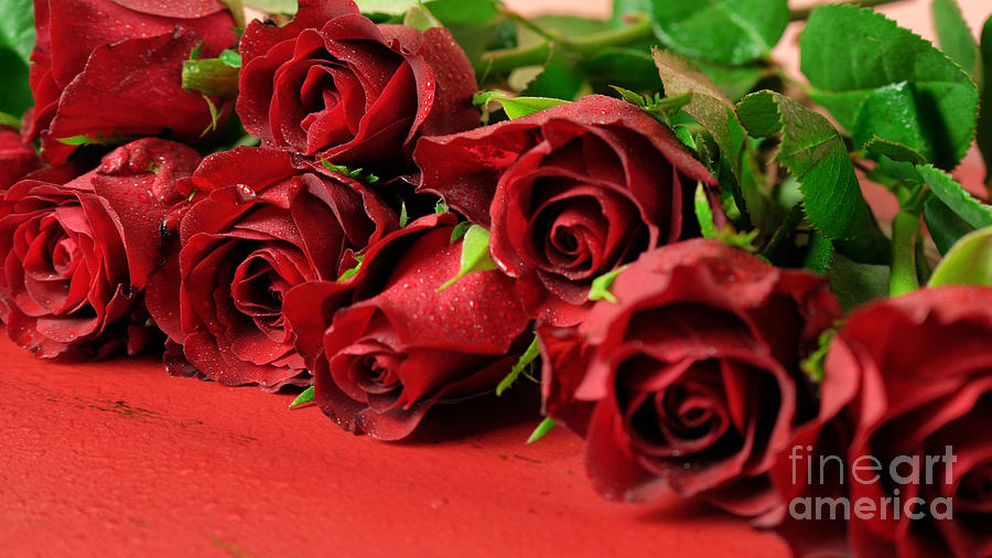 Valentines Day gift of red roses macro closup on red wood background. Photograph by Milleflore Images