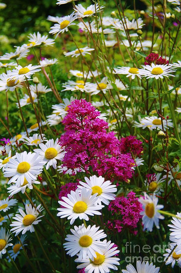Valerian and Oxeye Daisies Photograph by Lesley Evered