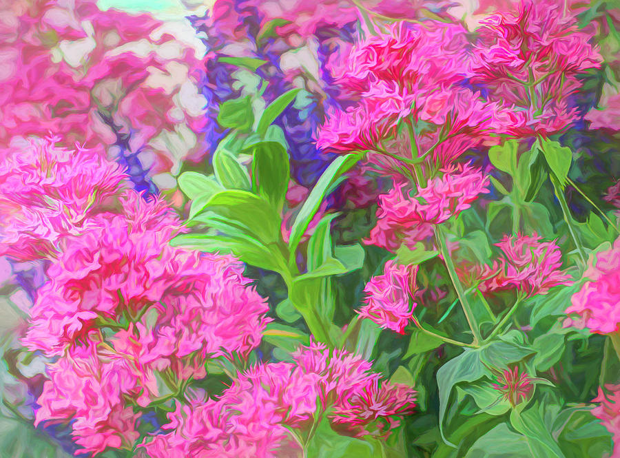 Valerian Flowers Photograph by Lorraine Baum