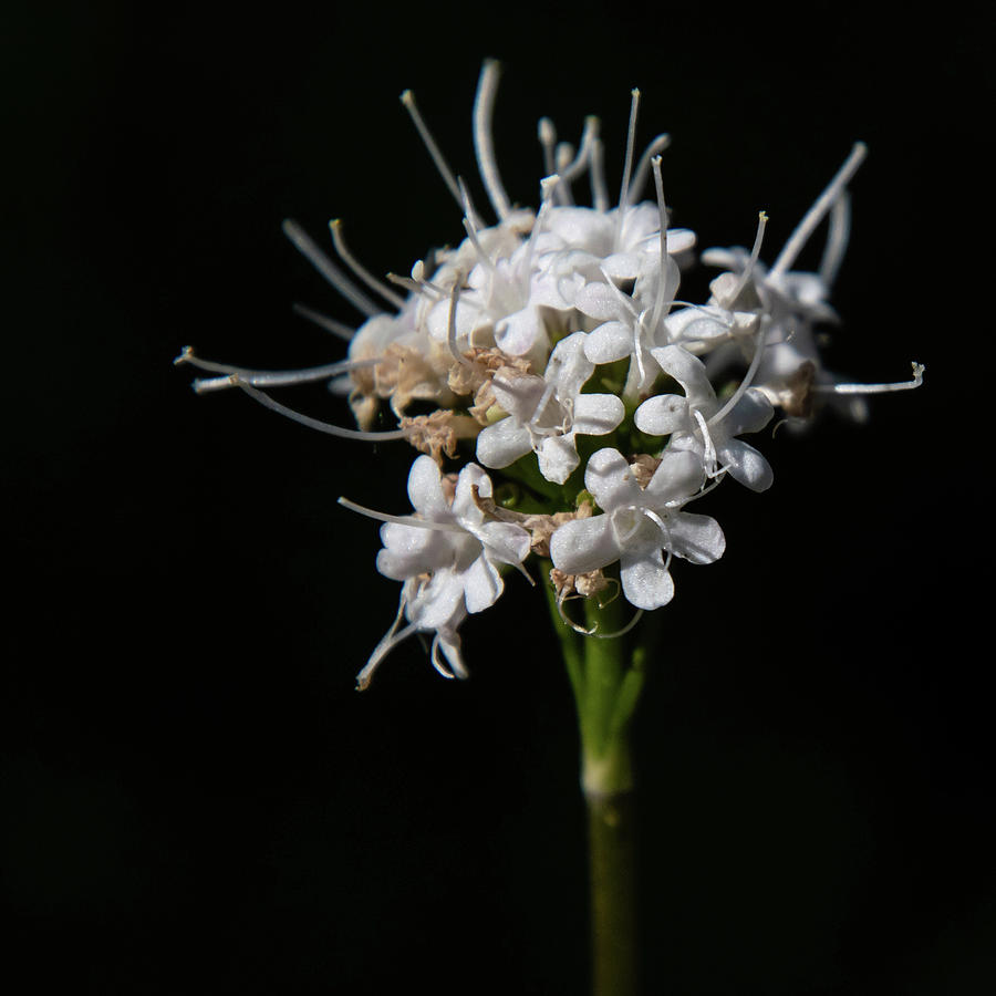 Valerian Wildflower  Photograph by Cascade Colors