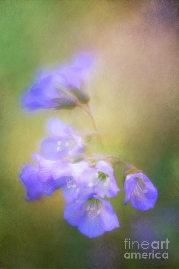 Valerian With A Soft Touch Photograph