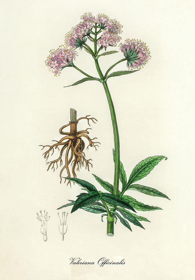 Nature Digital Art - Valeriana Officinalis - Garden Heliotrope -  Medical Botany - Vintage Botanical Illustration by Studio Grafiikka