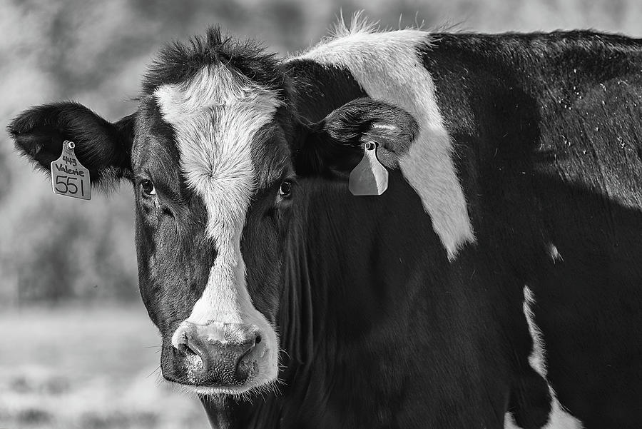 Cow Photograph - Valerie Holstein by Fon Denton