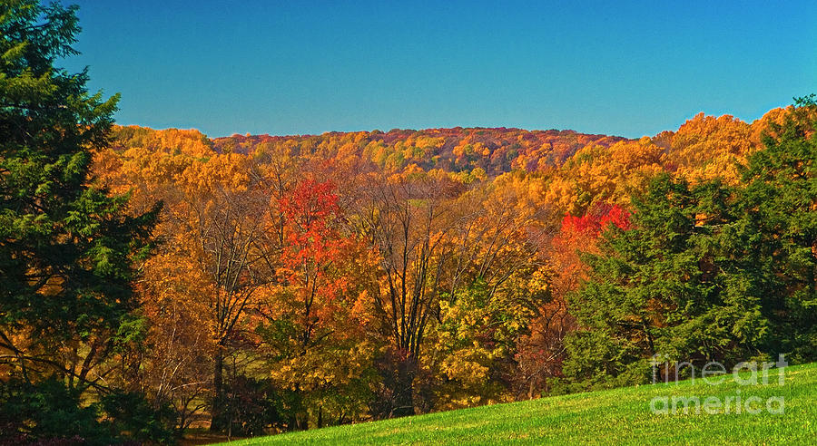 Valley Forge Fall Orange - Brown Trees  Photograph by David Zanzinger