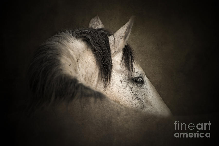 Valiant Stallion Photograph by Lisa Manifold