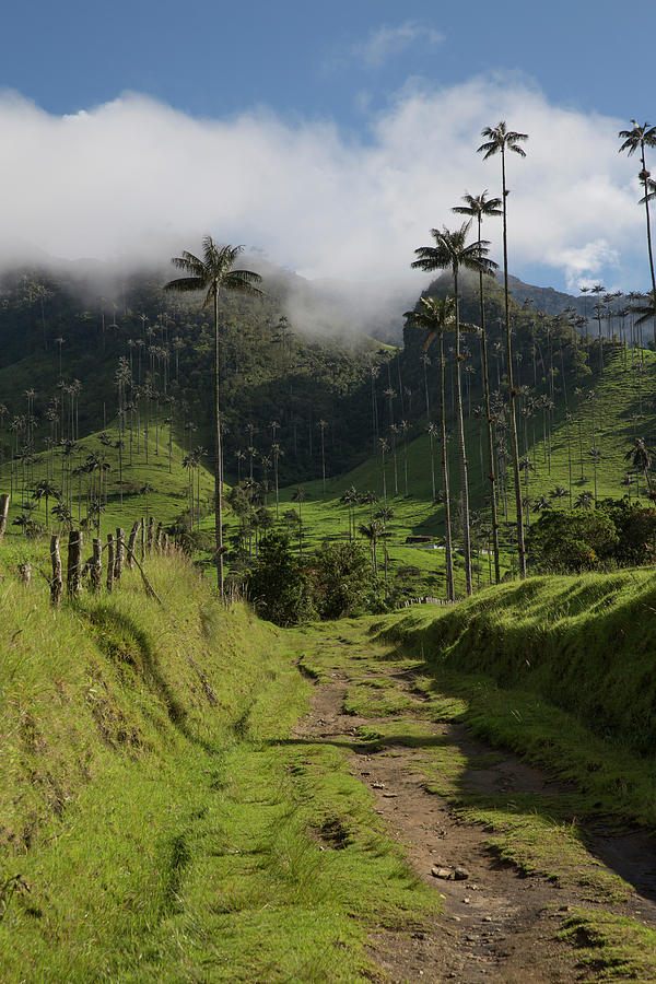 Valle Del Cocora Salento Quindio Colombia Photograph by Tristan Quevilly