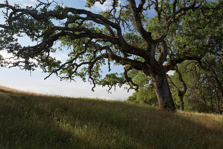 Valley Oak Photograph by Rick Pisio