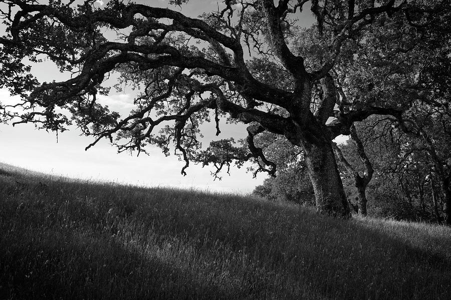 Valley Oaks In Shadows Photograph