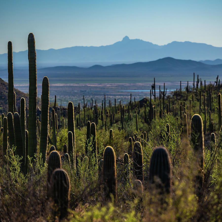 Valley of Cacti Photograph by Kelly VanDellen