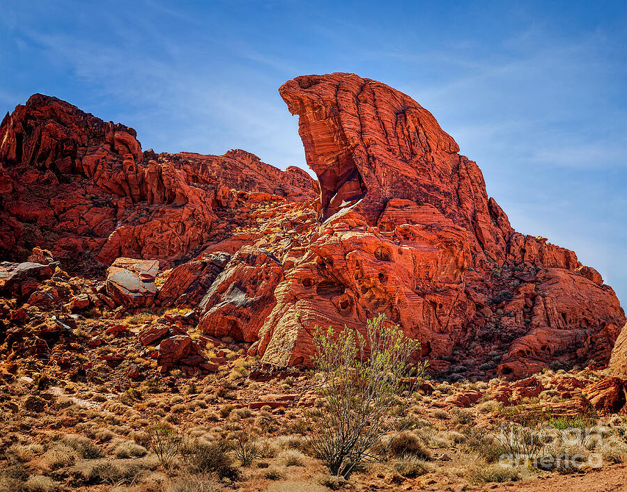 Valley of Fire in the Mohave Desert Photograph by Nick Zelinsky Jr