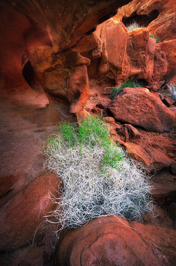 Valley of Fire Tumble Weed Photograph by Michael Ash