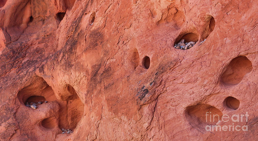 Nature Photograph - Valley of Fire Up Close Details  by Chuck Kuhn