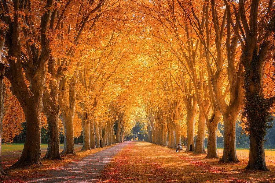 Valley of Leaves Photograph by Philippe Sainte-Laudy Valley of Leaves Photograph by Philippe Sainte-Laudy