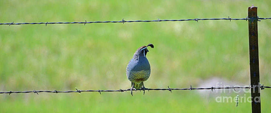 Valley Quail on Barbed Wire Photograph by Denise Bruchman