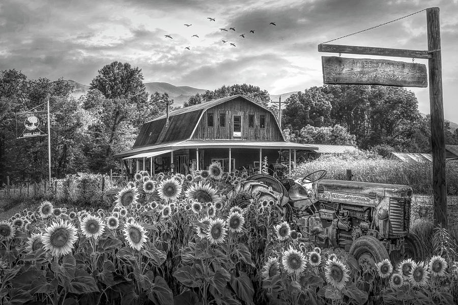 Valley Sunflower Farm Black and White Photograph by Debra and Dave Vanderlaan