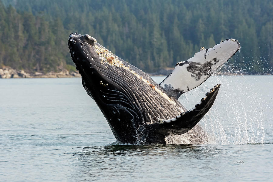 Value Of A Moment - Whale Art Photograph by Jordan Blackstone