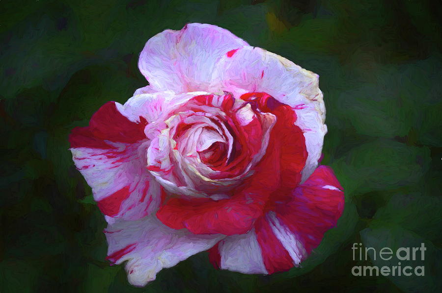 Flower Photograph - Vampire Rose by Diana Mary Sharpton