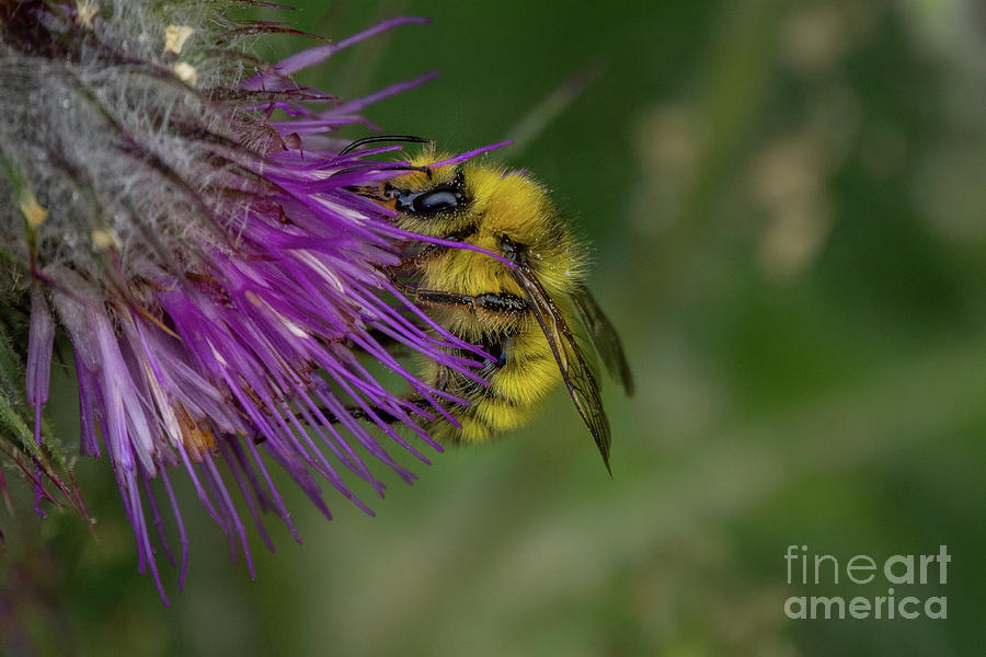 Van Dykes Bumble Bee in Profile Photograph by Nancy Gleason