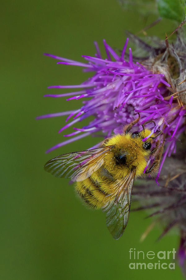 Van Dykes Bumble Bee on Edible Thistle Photograph by Nancy Gleason