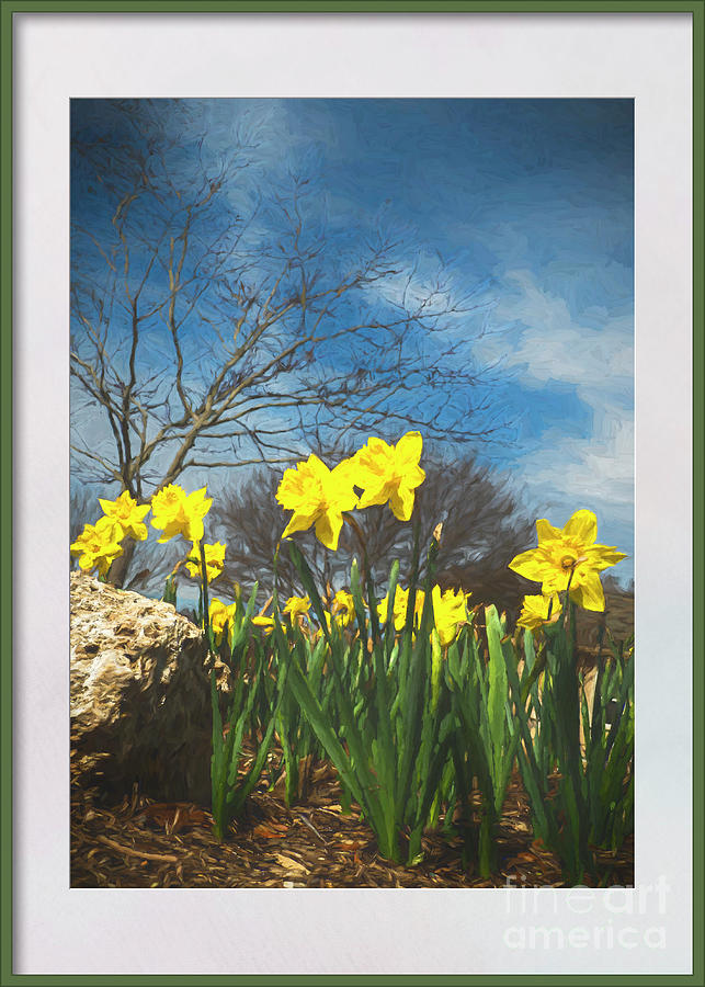 Van Gogh Daffodils Photograph by Fred Adsit Fine Art America